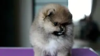 Роби 2 месяца