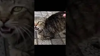 [野良猫ショート]腰ポンポンでお尻を上げちゃうキジトラ猫が可愛すぎる！[straycat]The cat that raises its buttocks is cute!