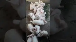 newzeeland white rabbit#youtubeshorts #rabbite #animal #farming
