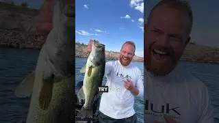 I found a Simple way for Summer Bass Sucess #bassfishing