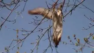 Белка акробатка ест почки