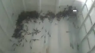 Запустили малька
