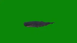Sperm Whale Animated 3D Green Screen