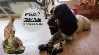 РУССКИЙ СПАНИЕЛЬ🐕/Русский охотник🐕🐕🐕👍