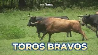Toros de la Ganaderia la Tentación de los Hermanos Cerro para SANTA ANA 2024
