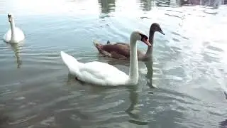 Schwäne auf der Donau in Wien