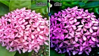 |flower mobile editing & lighronm color grading |#lightroom #colorgrading