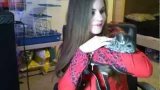 Моя Шиншилла (По-русски и по-английски!)