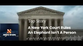 A New York Court Rules An Elephant Isn't A Person