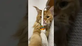 Мейн-кун Семён поздравляет всех с Новым Годом!