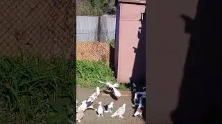 Голуби Ломова С 9 06 23
