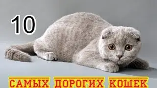 10 самых дорогих пород кошек
