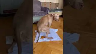 She couldn't take it anymore 😩#питбульджина #funnydogs #cutedogs