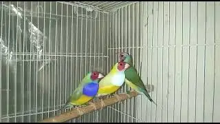 finches lovers