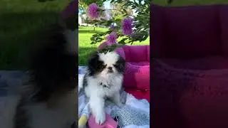 Gary 🫶🏼#japanesechin