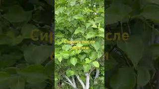 Сирень после обрезки