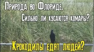 Природа во Флориде. Сильно ли кусаются комары? Есть ли крокодилы?