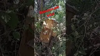 +1 Рой в ловушке