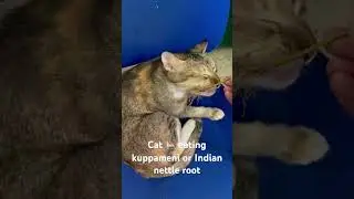 Cat eating kuppameni root. Indian nettle root. #cat #catlover