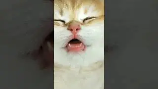 cats baby - funny cat baby video and kittens meowing compilation cat crying - cats sleeping videos