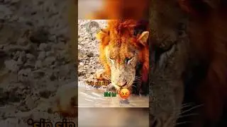 🐢 La tartaruga che importunava i leoni 🦁