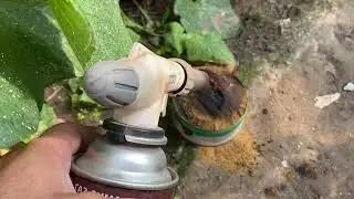 Лучшее средство от БЕЛОКРЫЛКИ !!!!!!