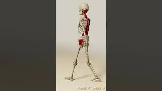 walkcycle psoas and more (3d anatomy) 