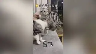 Funny kitty 可愛いねこちゃんep#4