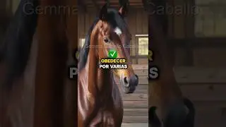 4 Motivos porque un caballo no obedece #caballos #horse