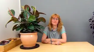 Формирование фикуса каучуконосного (ч.5).