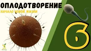 • ОПЛОДОТВОРЕНИЕ  • История сперматозоида и яйцеклетки