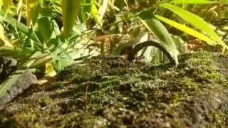 Dragonfly Recorded with LG G3 in 4K