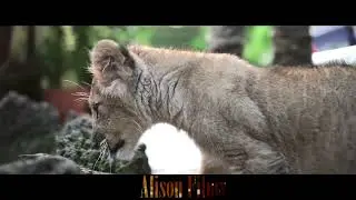 РУЧНОЙ ЛЬВЕНОК / ALISON FILMS