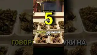 10 интересных фактов обо всем на свете  
