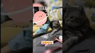 #funny #cat #funnyanimals #funnycats #pets