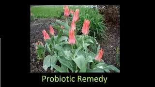 Natural Cure For Gum Disease  Amazing Results!