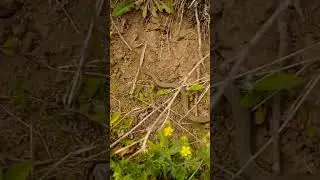 Серо - жёлтый змеёныш ошибся норкой.