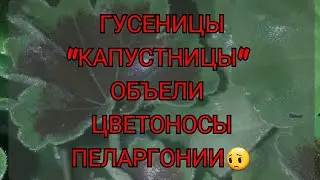 Вредители пеларгонии, герани. Гусеницы 