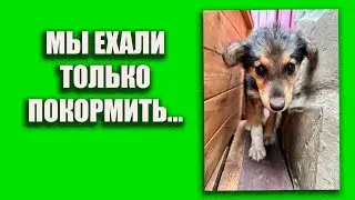 Мы поехали только покормить....😏 #помощьбездомнымживотным #непокупайприюти #собакасисторией #помощь