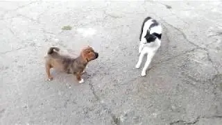Cute puppy (Милый щеночек)