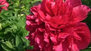 Дача: май-июнь / Dacha: May-June