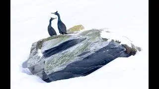 Fågellivet på Varanger 2022