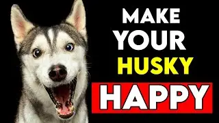 How To REALLY Make Your Husky HAPPY