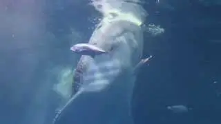 沖繩美麗海水族館-豆腐鯊餵食秀