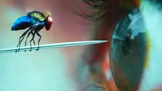 Man gets killed, then Reborn as a Fly to take Revenge
