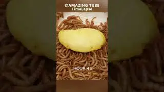 10.000 Worms Vs Durian #worms #durian