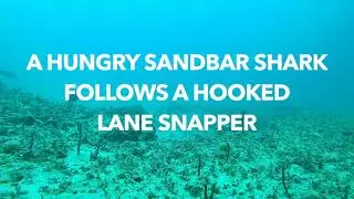 Shark follows a hooked fish