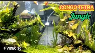 CONGO Tetra Jungle Tank Aquascape Tutorial at 5 ft Aquarium by AFSAR ||Afsha's fish world #video30