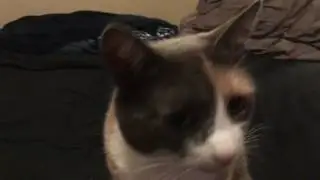 Helix the Cat Loves Popcorn
