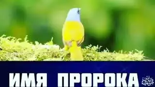 Имя пророка